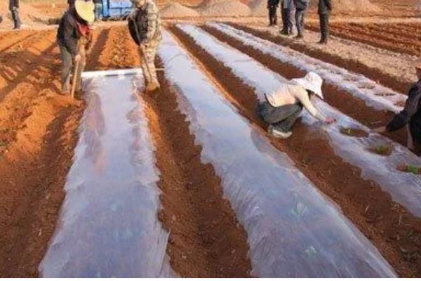 农膜的种类,分为无色透明地膜、黑色地膜等类型