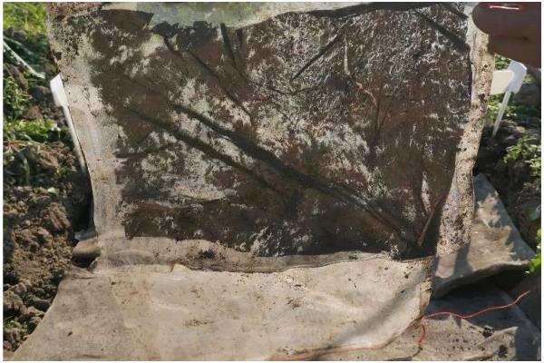 农膜的种类,分为无色透明地膜、黑色地膜等类型