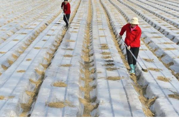 农膜的种类,分为无色透明地膜、黑色地膜等类型