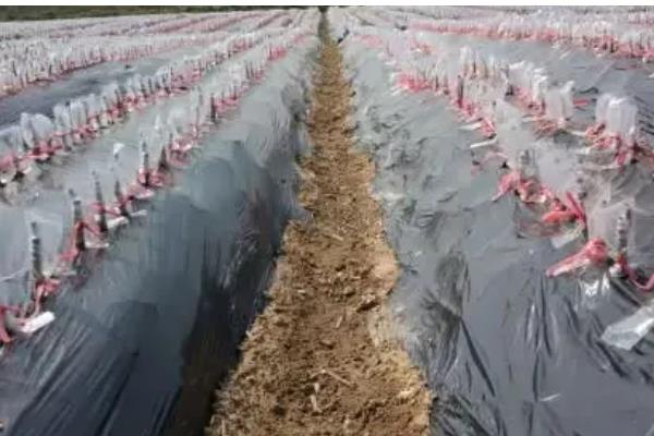 农膜的种类,分为无色透明地膜、黑色地膜等类型