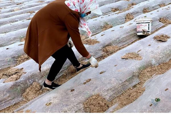 农膜的种类,分为无色透明地膜、黑色地膜等类型