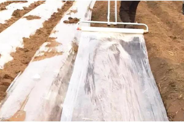 农膜的种类,分为无色透明地膜、黑色地膜等类型