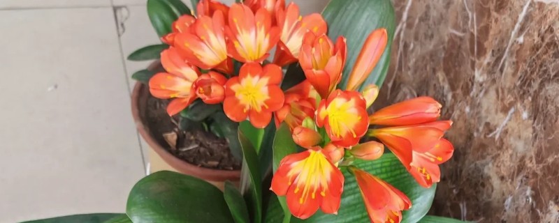 君子兰叶子很薄的原因，可能是光照不足所致