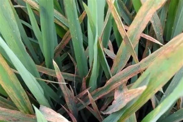 造成水稻叶子发红的原因,可能是温度过高导致