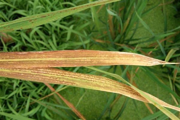 造成水稻叶子发红的原因,可能是温度过高导致