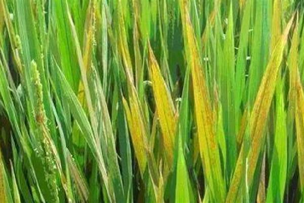 造成水稻叶子发红的原因,可能是温度过高导致