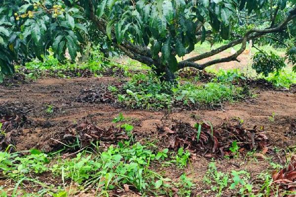 龙眼的价格，各个地区的价格不同