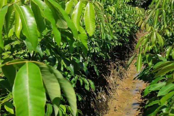 龙眼的价格，各个地区的价格不同