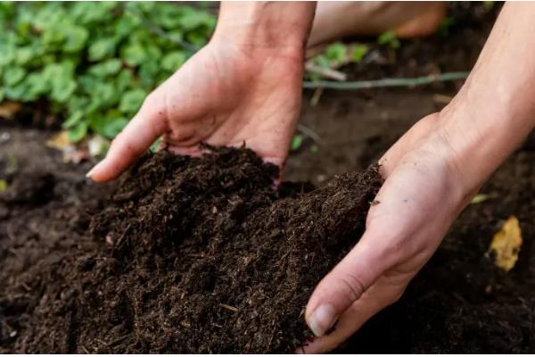 露地甜瓜的高产栽培技术，播种前需要浸种