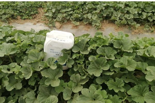 露地甜瓜的高产栽培技术，播种前需要浸种