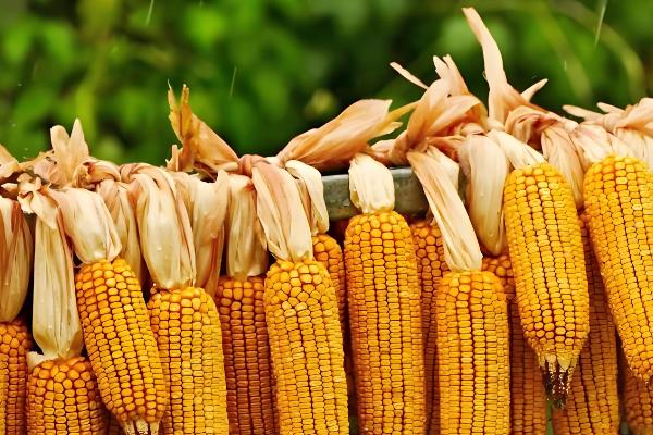 大丰26号玉米种子的简介,生育期为130天左右