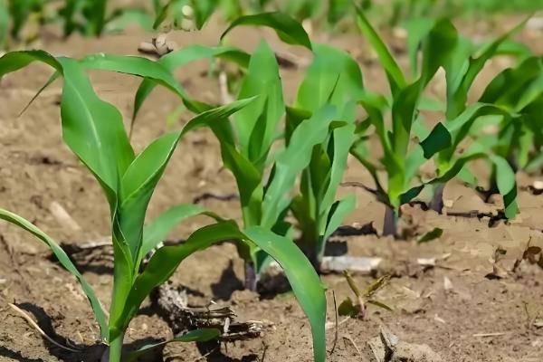 大丰26号玉米种子的简介,生育期为130天左右