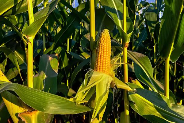 大丰26号玉米种子的简介,生育期为130天左右