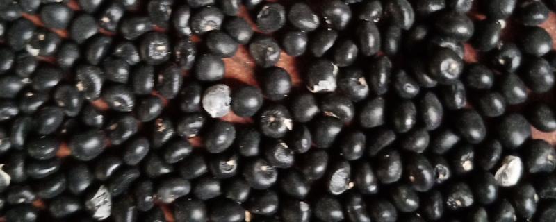 芦笋如何浸种催芽，播种前将其置于阳光下暴晒2-3天