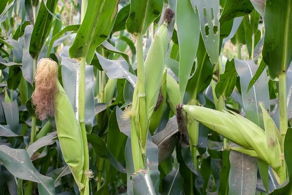 大丰26号玉米种子的简介,生育期为130天左右