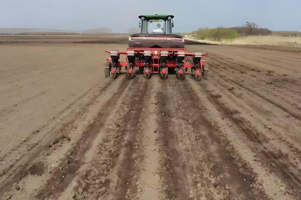 大丰26号玉米种子的简介,生育期为130天左右