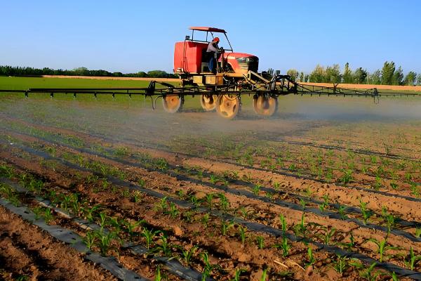 大丰26号玉米种子的简介,生育期为130天左右