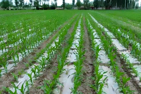 大丰26号玉米种子的简介,生育期为130天左右