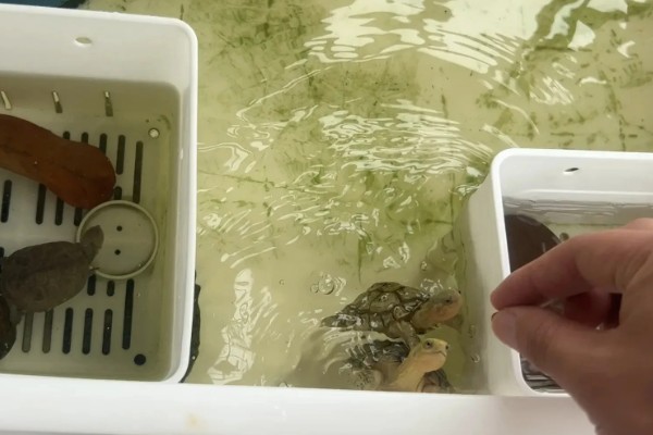 乌龟常见的体内寄生虫,有吸虫、原虫