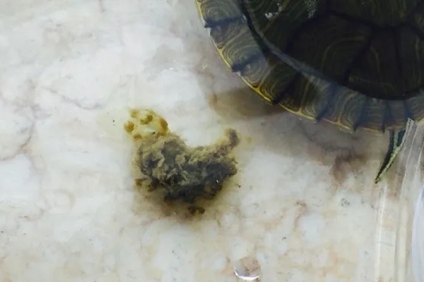 乌龟常见的体内寄生虫,有吸虫、原虫