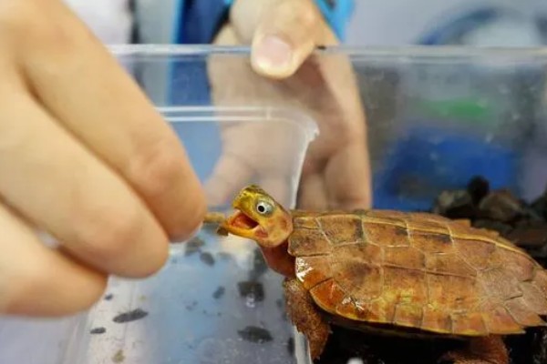 乌龟常见的体内寄生虫,有吸虫、原虫