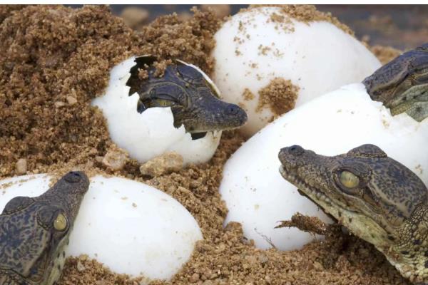 鳄龟什么时候产蛋,5-9月份产卵