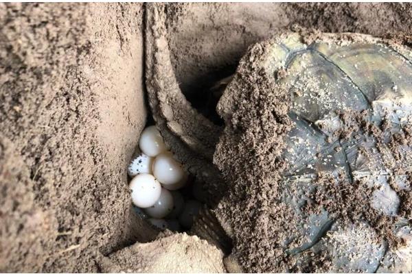 鳄龟什么时候产蛋,5-9月份产卵