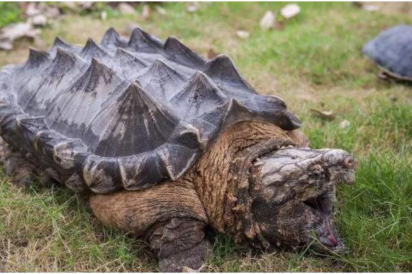鳄龟什么时候产蛋,5-9月份产卵