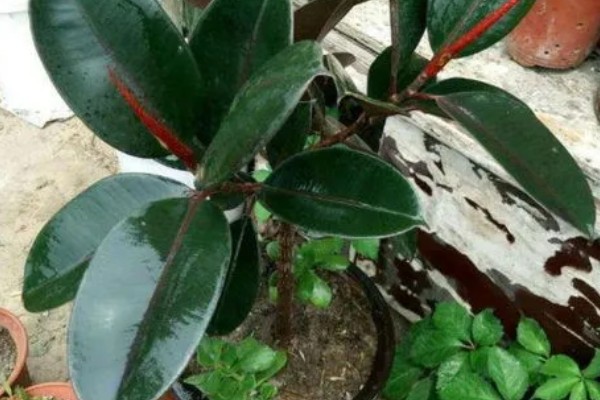 橡皮树有毒吗，含有少许的毒素