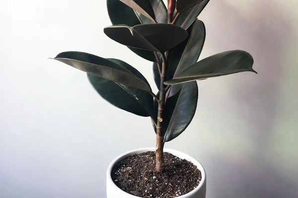 橡皮树有毒吗，含有少许的毒素