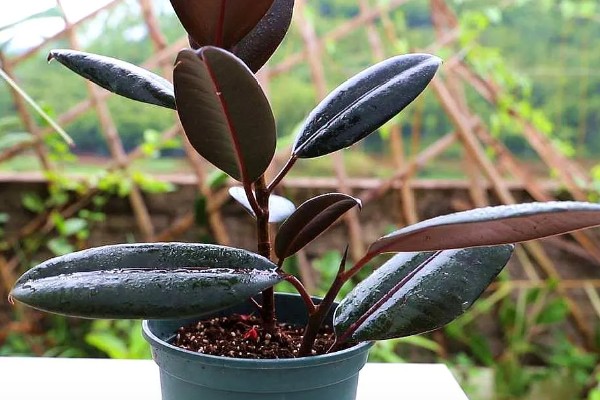 橡皮树有毒吗，含有少许的毒素