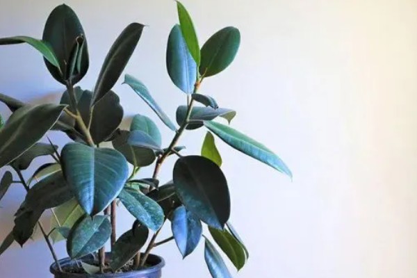 橡皮树有毒吗，含有少许的毒素