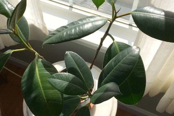 橡皮树有毒吗，含有少许的毒素