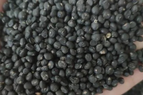 芦笋如何浸种催芽，播种前将其置于阳光下暴晒2-3天