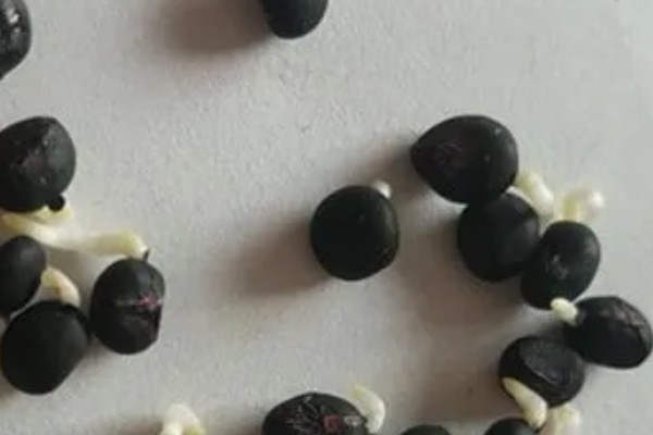 芦笋如何浸种催芽，播种前将其置于阳光下暴晒2-3天