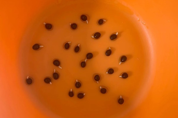 芦笋如何浸种催芽，播种前将其置于阳光下暴晒2-3天