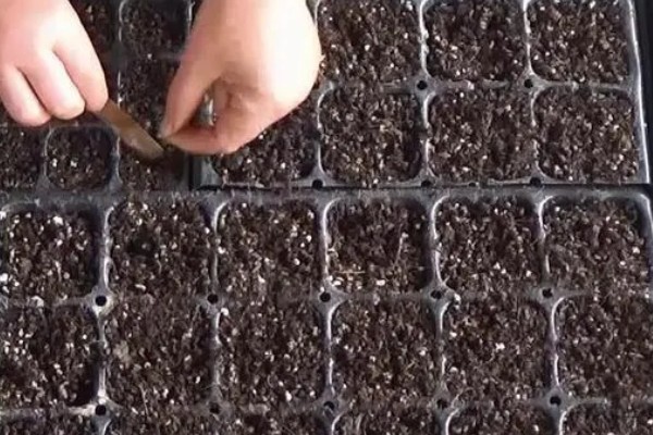 芦笋如何浸种催芽，播种前将其置于阳光下暴晒2-3天