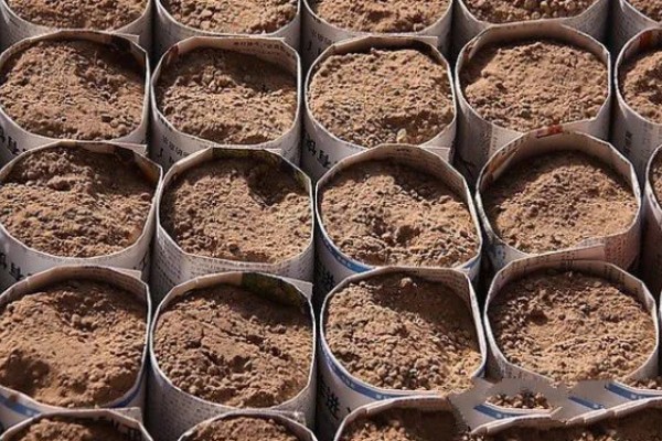 芦笋如何浸种催芽，播种前将其置于阳光下暴晒2-3天