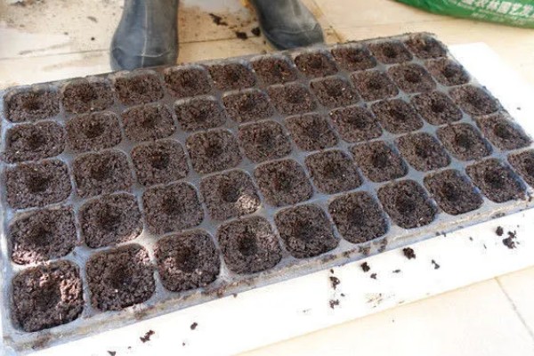 芦笋如何浸种催芽，播种前将其置于阳光下暴晒2-3天