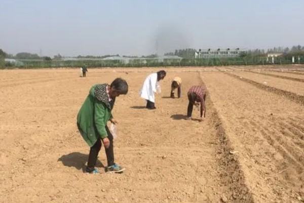 芦笋如何浸种催芽，播种前将其置于阳光下暴晒2-3天