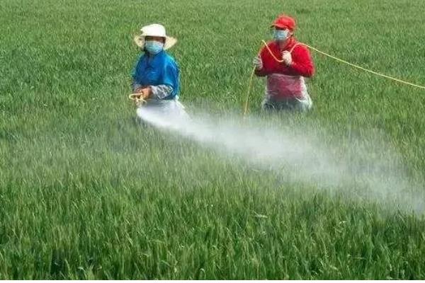 冬季农药施用注意事项，要选择晴天高温时段用药