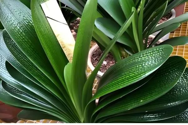 君子兰叶子很薄的原因，可能是光照不足所致