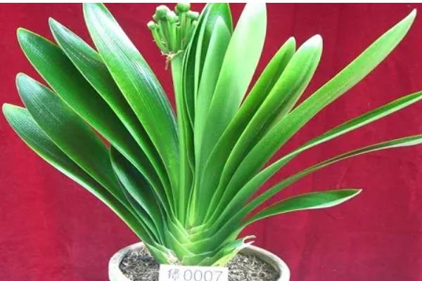 君子兰叶子很薄的原因，可能是光照不足所致