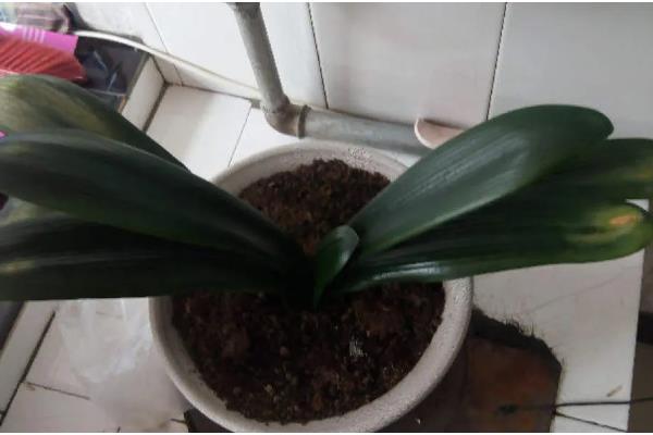 君子兰叶子很薄的原因，可能是光照不足所致