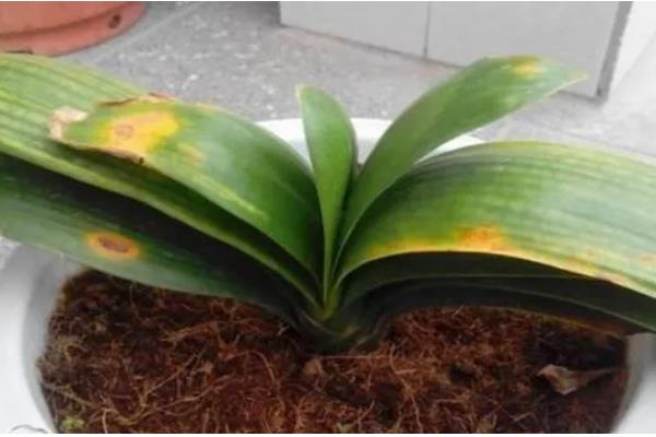 君子兰叶子很薄的原因，可能是光照不足所致