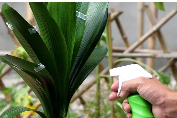 君子兰叶子很薄的原因，可能是光照不足所致