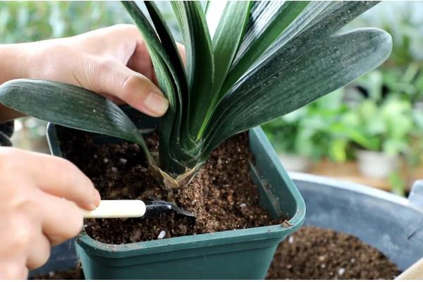 君子兰叶子很薄的原因，可能是光照不足所致