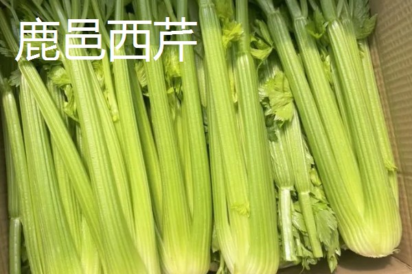 河南周口市的特产,孔集烧鸡曾获得金牌小吃的荣誉