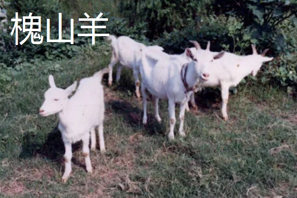 河南周口市的特产,孔集烧鸡曾获得金牌小吃的荣誉