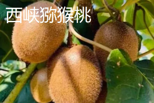 河南周口市的特产,孔集烧鸡曾获得金牌小吃的荣誉